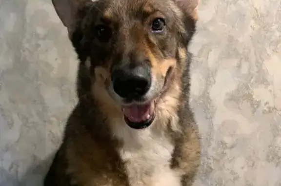 Пропала собака в районе ул. Калинина, Уфа