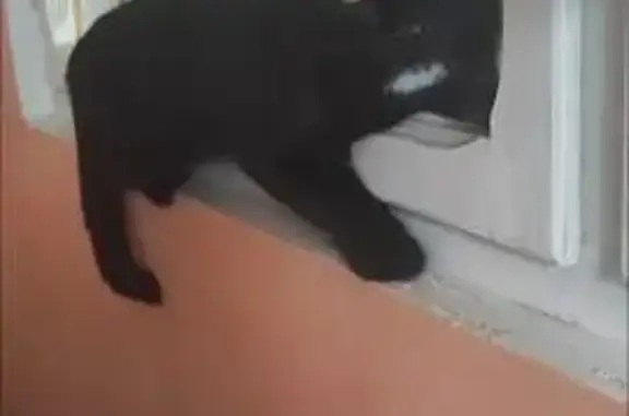 Пропала кошка, Центральная ул. 2, Семёновка