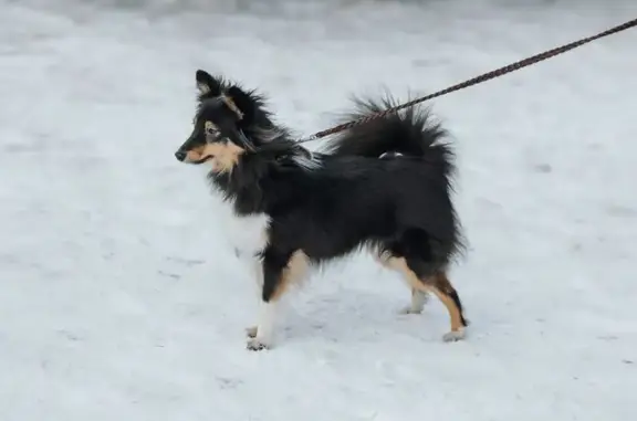 Пропала собака, Нижний Новгород