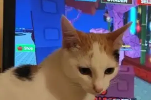 Пропала кошка, Фестивальная ул., Козулька