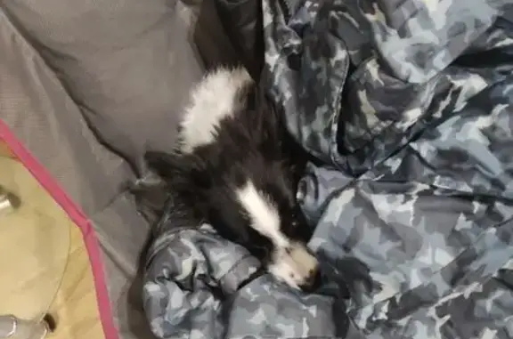 Пропала собака, Бакинская ул., Пенза