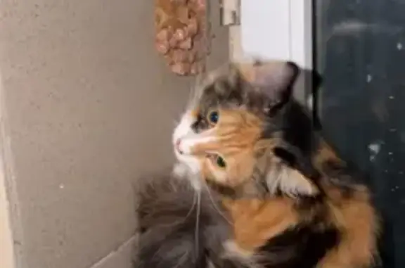 Объявления о пропавших и найденных животных, Таганрог, фото: Трехцветная кошка найдена на Свободы, Таганрог