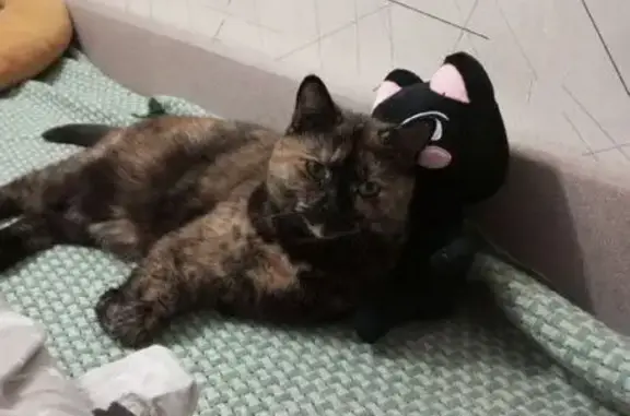 Пропала кошка Вася, Отрадная, Кемерово