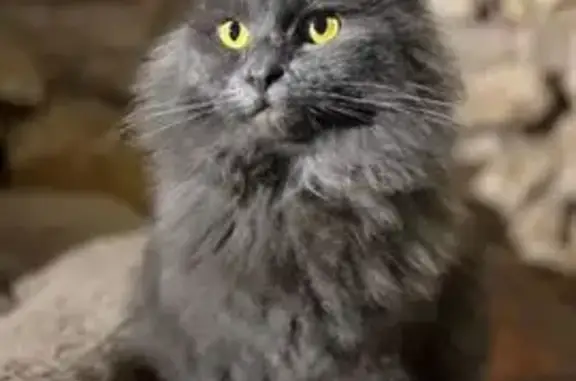 Пропала кошка, Первомайская 2А, Электросталь