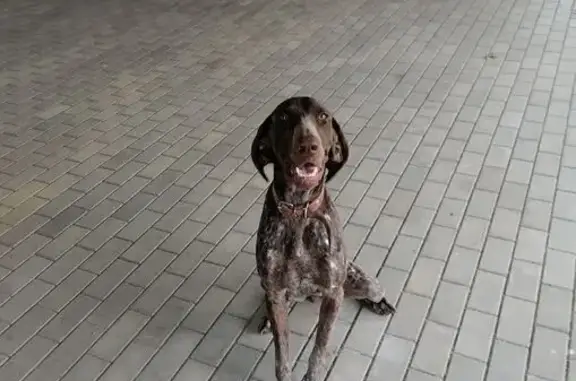 Пропала собака у мясокомбината, 03Н-227