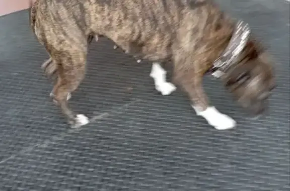 Найдена собака, Калининград, фото: Собака найдена: Ю. Гагарина 101, Калининград