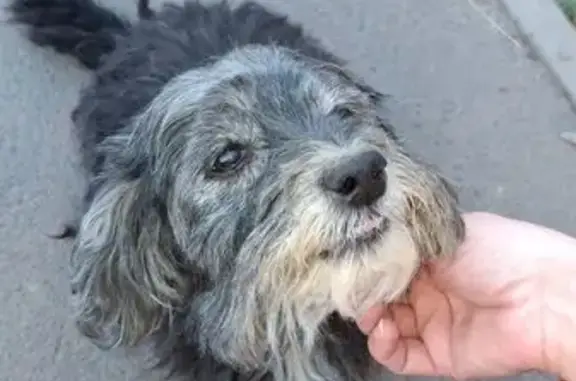 Пропала собака, Неклиновская ул., Ростов-на-Дону