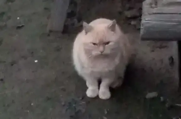 Пропала кошка в Краснослободске
