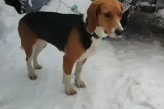 Пропала собака в Хоругвино, 16Б