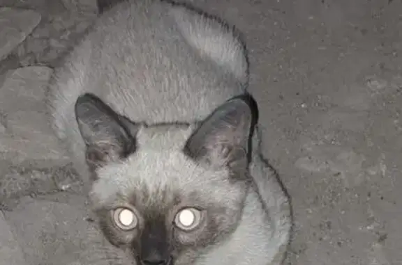 Найдена кошка, Воронеж, фото: Сиамский котенок найден, ул. 9 Января 254