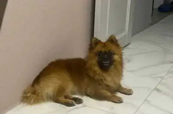 Пропала собака на ул. Баумана, 51, Екат.