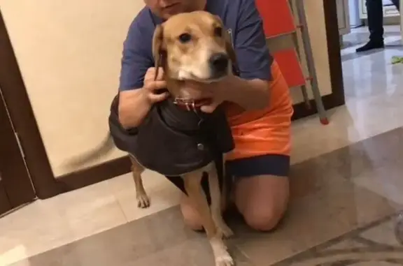 Найдена собака, Москва, фото: Собака найдена: ул. Гарибальди, 6 к1, Москва