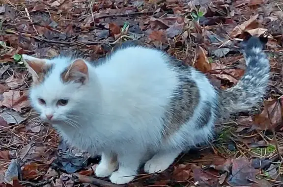 Найдена кошка, Гришенки, фото: Кошка найдена в Гришенках, 46К-2370