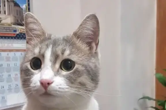 Найдена кошка, Сочи, фото: Найдена кошка на вокзале Сочи, ул. Горького 56