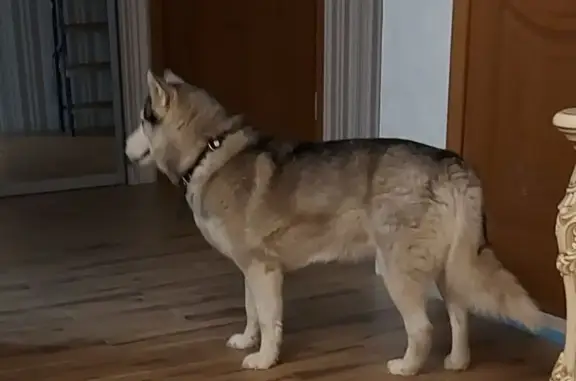 Найдена собака, Екатеринбург, фото: Найдена хаски, с. Горный Щит, Екатеринбург