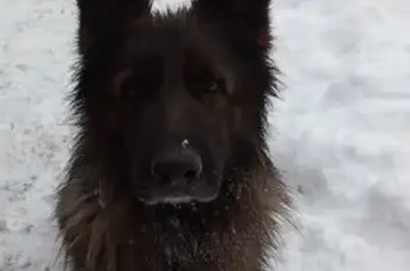 Найдена собака, Дятьково, фото: Найдена немецкая овчарка, Дятьково