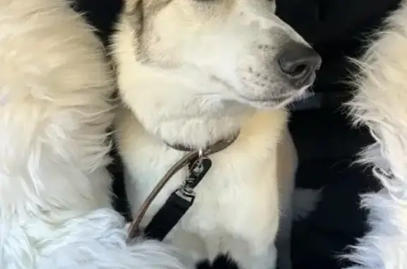 Найдена собака, Омск, фото: Собака найдена, пр. Мира, Омск