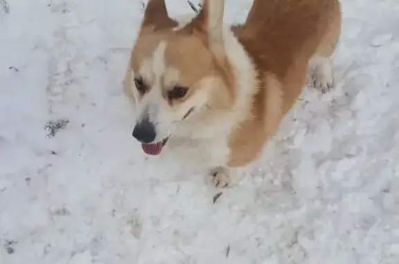 Найдена собака, Тамбов, фото: Корги найден на Четвертой ул., Тамбов