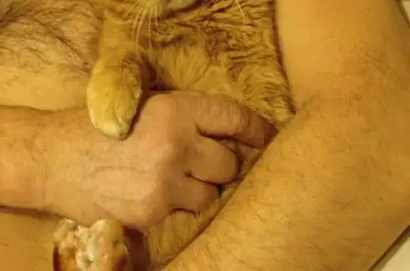 Кошка в гараже на Климасенко, 15, Новокузнецк