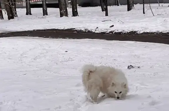 Найдена собака, Воронеж, фото: Найдена белая собака, Волгоградская 43