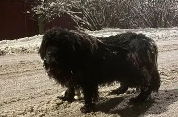 Пропала собака, Манихино, Снегири МО