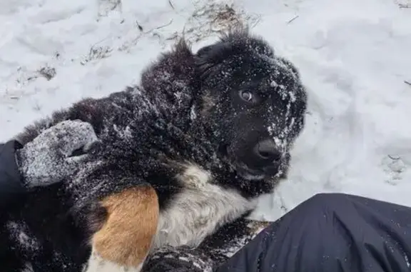 Пропала собака, ул. Приморского Комсомола