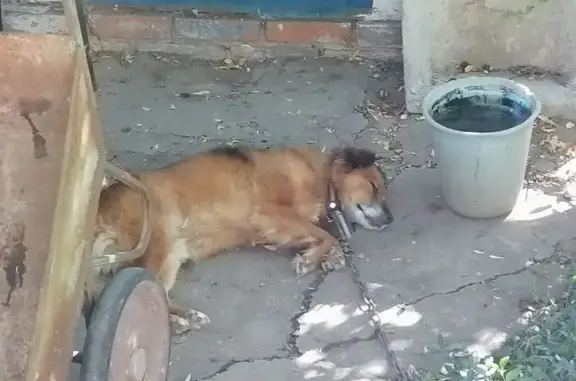 Пропала собака, ул. Ленина 27, Котельниково