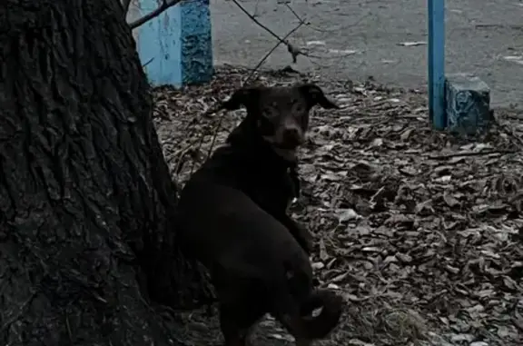 Найдена собака, Абакан, фото: Собака найдена: Пирятинская 6, Абакан