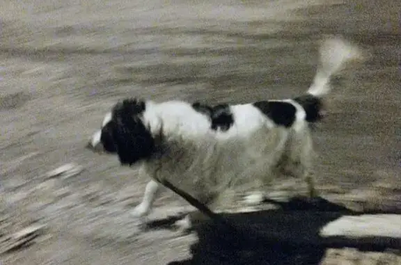 Пропала собака, Белорецкая ул., Челябинск