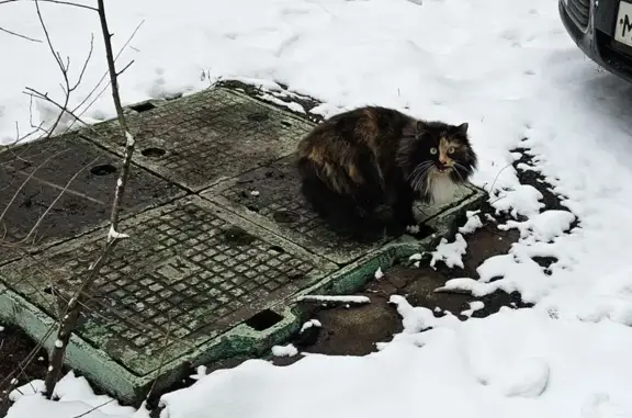 Найдена кошка, Москва, фото: Трехцветная кошка найдена: Лукинская 7