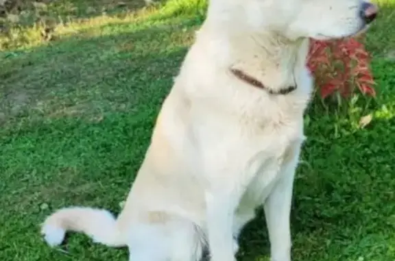 Пропала собака, ул. Черняховского, 49