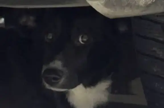 Найдена собака, Москва, фото: Собака найдена: Николоямский пер., 4-6 с3