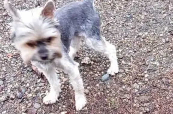 Пропала собака, ул. 4-я Линия, 13, Краснодар