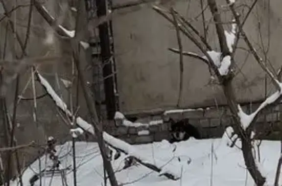 Найдена собака, Нижний Новгород, фото: Собака найдена: Тихорецкая ул., Н. Новгород