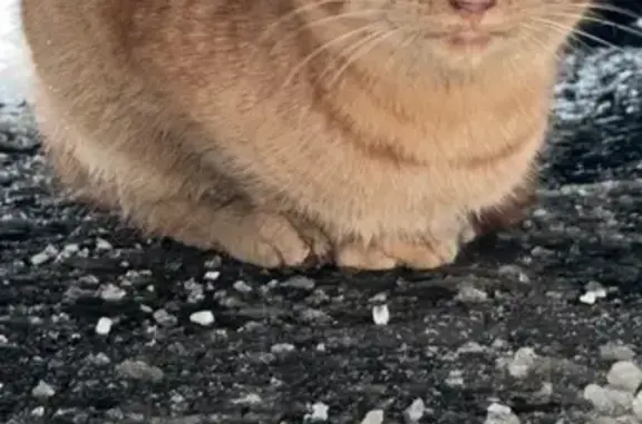 Найдена кошка, Казань, фото: Котик найден на Дзержинского, Казань