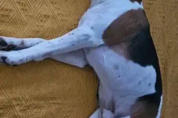 Найдена собака, Москва, фото: Найдена собака на Профсоюзной, 12, Москва