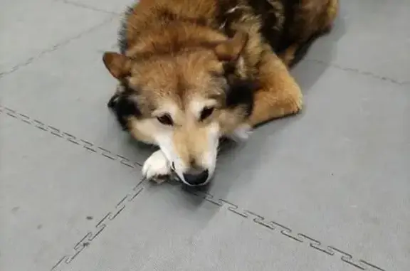 Найдена собака, Казань, фото: Найдена собака, ул. Тансык, 5, Казань