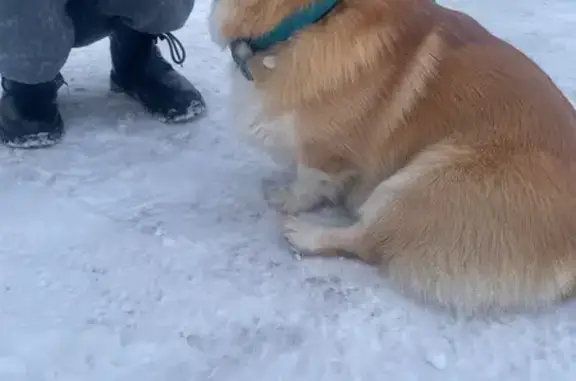Найдена собака, Тверь, фото: Собака найдена: Петербургское шоссе, 105
