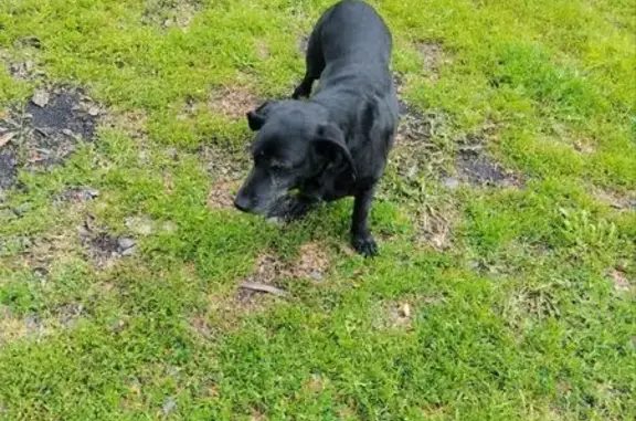 Пропала собака: Комсомольский пр-т, 39/1