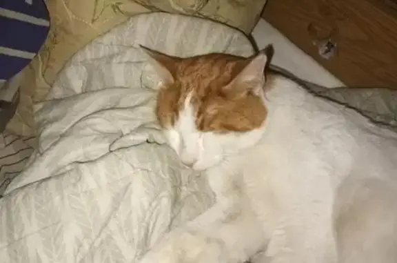 Найдена кошка, Сысерть, фото: Кошка найдена: Болотная ул., Сысерть