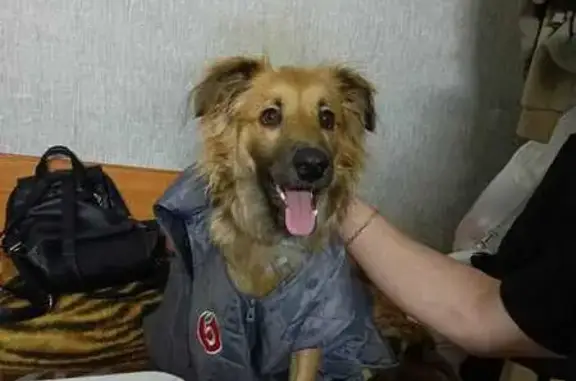 Пропала собака, Коммунальная 45, Псков