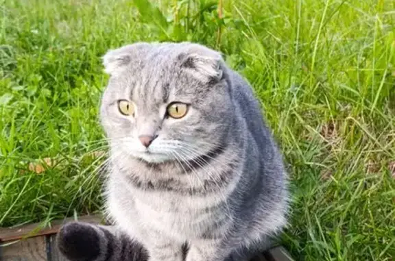 Пропала кошка, Больничная ул., 2, Вад