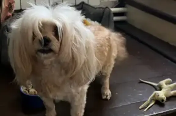 Пропала собака на ул. Кооперативная, Малые Колпаны