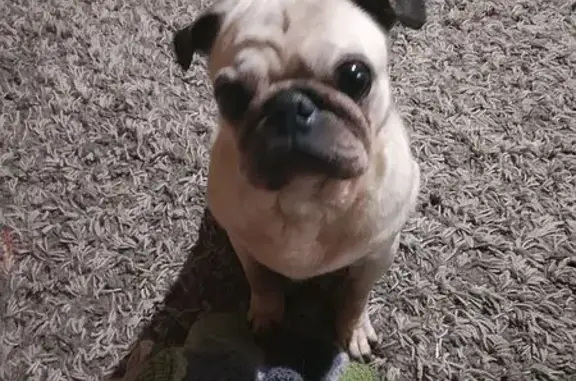 Найдена собака, Ростов-на-Дону, фото: Светлая собака найдена: 2-я Ноябрьская, 41