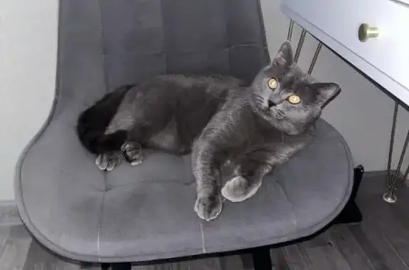 Потерянные животные Западный, фото: Пропала кошка на ул. Исаева, Западный