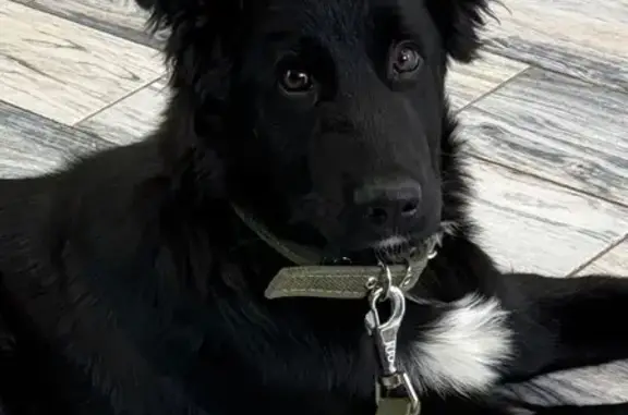 Пропала собака, Латышская 1, Наро-Фоминск