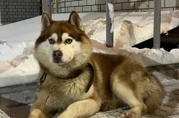 Найдена собака, Владимир, фото: Хаски найдена у подъезда, Новгородская 5