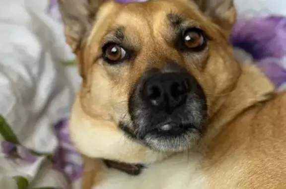 Пропала собака на ул. Куйбышева, 32, Рузаевка