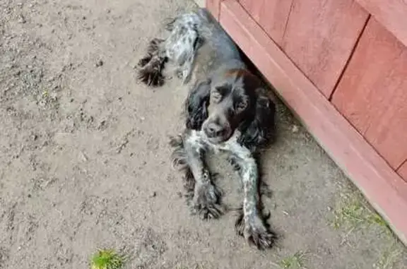 Пропала собака, Большая Рига, Курганская обл.