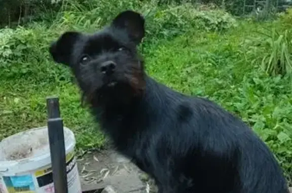 Пропала собака, ул. Катукова, Липецк